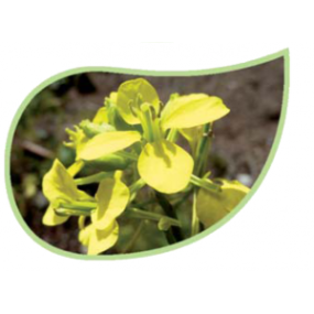 Helping Flowers (1) - Ackersenf-0