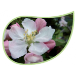 Helping Flowers (3) - Apfelblüte-0