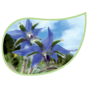 Helping Flowers (7) - Borretsch-0