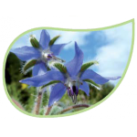 Helping Flowers (7) - Borretsch-0