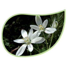 Helping Flowers (9) - Doldiger Milchstern-0