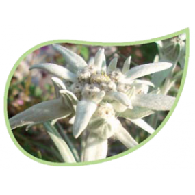 Helping Flowers (11) - Edelweiß-0