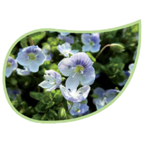 Helping Flowers (12) - Ehrenpreis-0