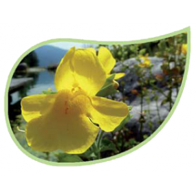 Helping Flowers (14) - Gauklerblume-0