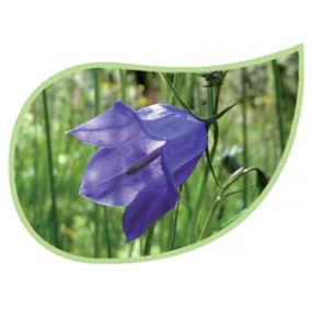 Helping Flowers (17) - Glockenblume-0