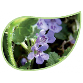 Helping Flowers (18) - Gundermann-0