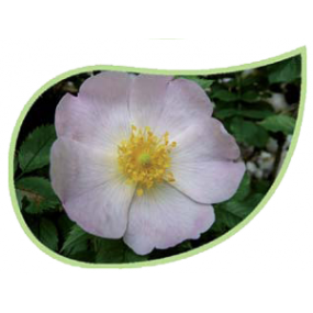 Helping Flowers (20) - Heckenrose-0