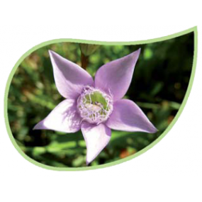 Helping Flowers (21) - Herbstenzian-0