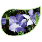 Helping Flowers (22) - Immergrün-0