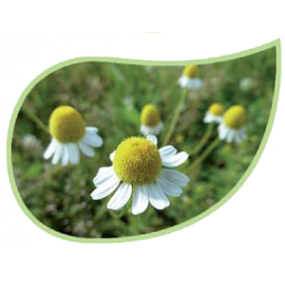 Helping Flowers (24) - Kamille-0