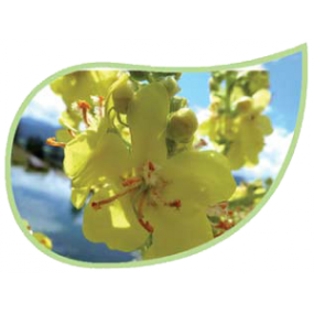 Helping Flowers (26) - Königskerze-0