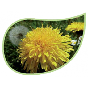 Helping Flowers (29) - Löwenzahn-0