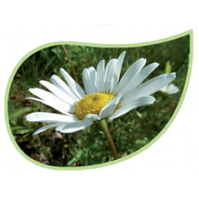 Helping Flowers (30) - Margerite-0