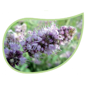 Helping Flowers (32) - Pfefferminze-0