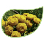 Helping Flowers (33) - Rainfarn-0