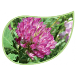 Helping Flowers (35) - Rotklee-0