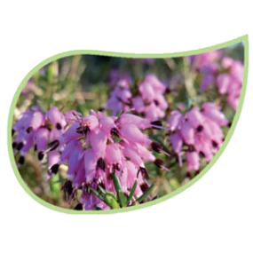 Helping Flowers (39) - Schneeheide-0