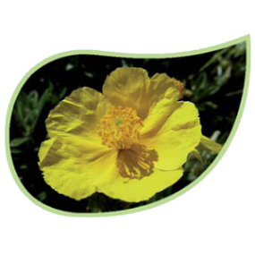 Helping Flowers (40) - Sonnenröschen-0