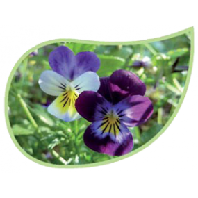 Helping Flowers (42) - Stiefmütterchen-0