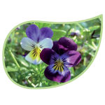 Helping Flowers (42) - Stiefmütterchen-0