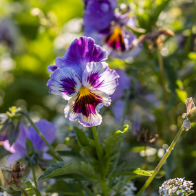 Ackerstiefmütterchen (Viola tricolor)