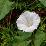 Ackerwinde (Convolvolus arvensis)