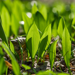 Bärlauch (Allium ursinum)