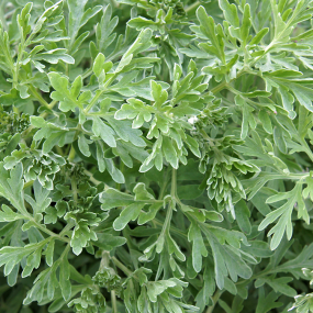 Beifuß (Artemisia vulgaris)