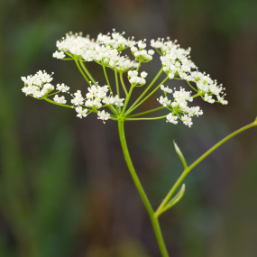 Bibernelle (Pimpinelle saxifraga)