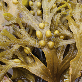Blasentang (Fucus vesiculosus)
