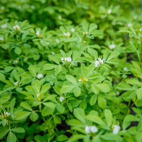 Bockshornklee (Trigonella foenum graecum)