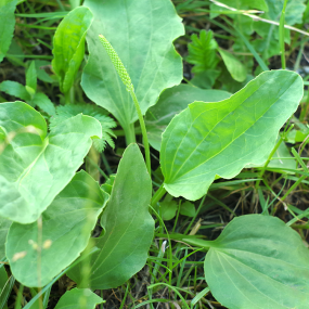 Breitwegerich (Plantago major)