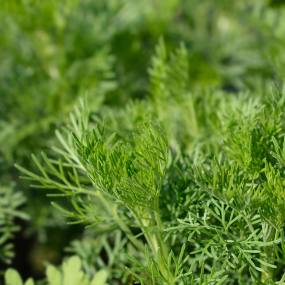 Eberraute (Artemisia abrotanum)