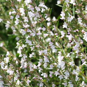 Bohnenkraut (Satureja hortevisis)