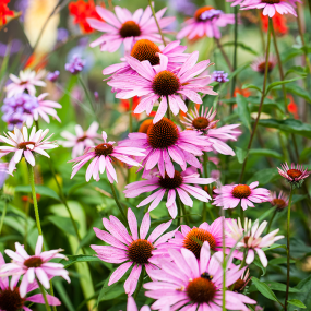 Sonnenhut (Echinacea purpurea)