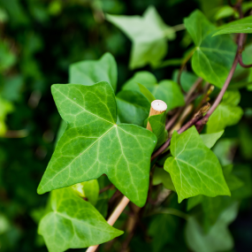 Efeu (Hedera helix)