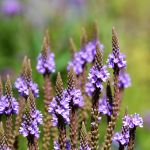 Eisenkraut (Verbena officinalis)