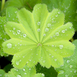 Frauenmantel (Alchemilla vulgaris)