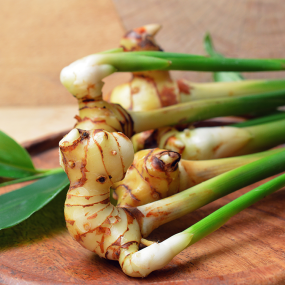 Galgant (Alpina officinarum)