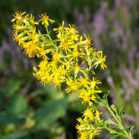 Goldrute (Solidago virgaurea)