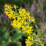 Goldrute (Solidago virgaurea)
