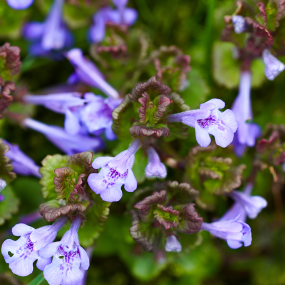 Gundelrebe (Glechoma hederacea)