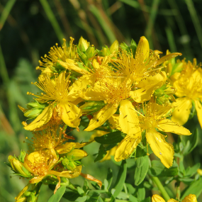 Johanniskraut (Hypericum perforatum)