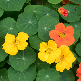 Kapuzinerkresse (Tropaeolum majus)
