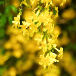 Katzenkralle (Uncaria tomentosa)