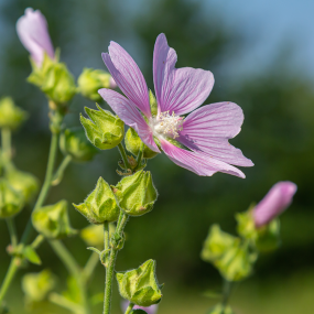 Malve / Käsepappel (Malva sylvestris)