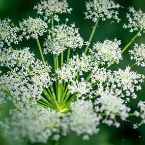 Meisterwurz (Peucedanum ostruthium)