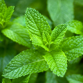 Minze (Mentha piperita)