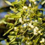 Mistel ( Viscum album )