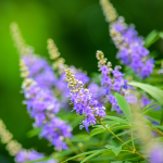 Mönchspfeffer (Vitex agnus-castus)